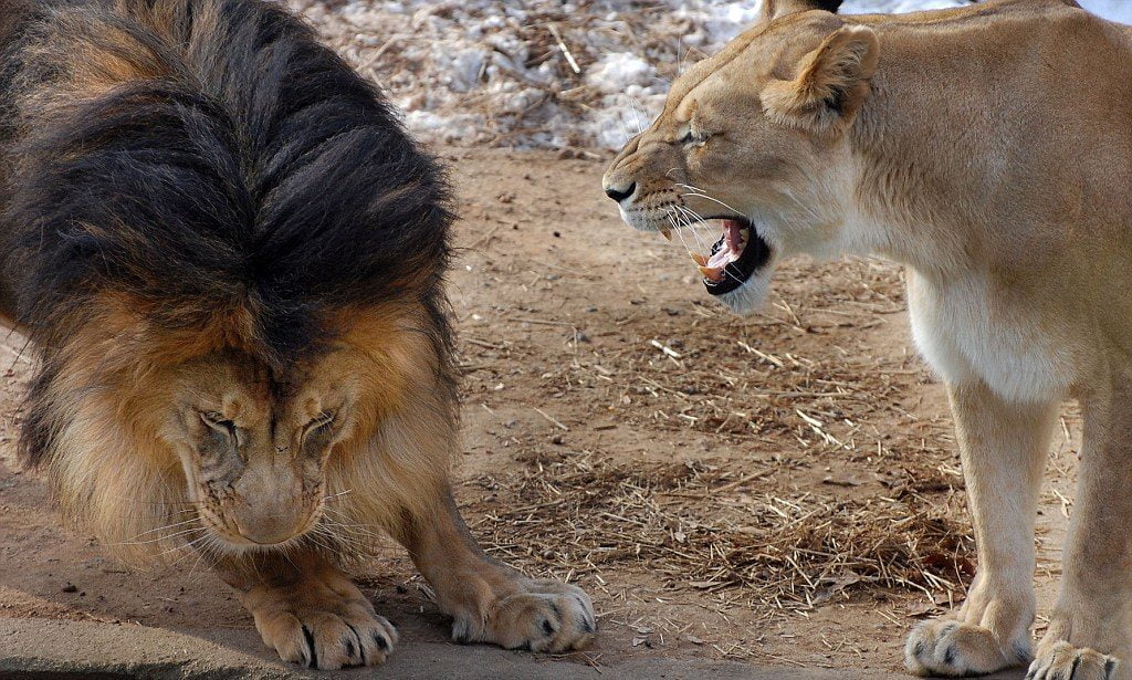 Fitness training article content from Roar Fitness London